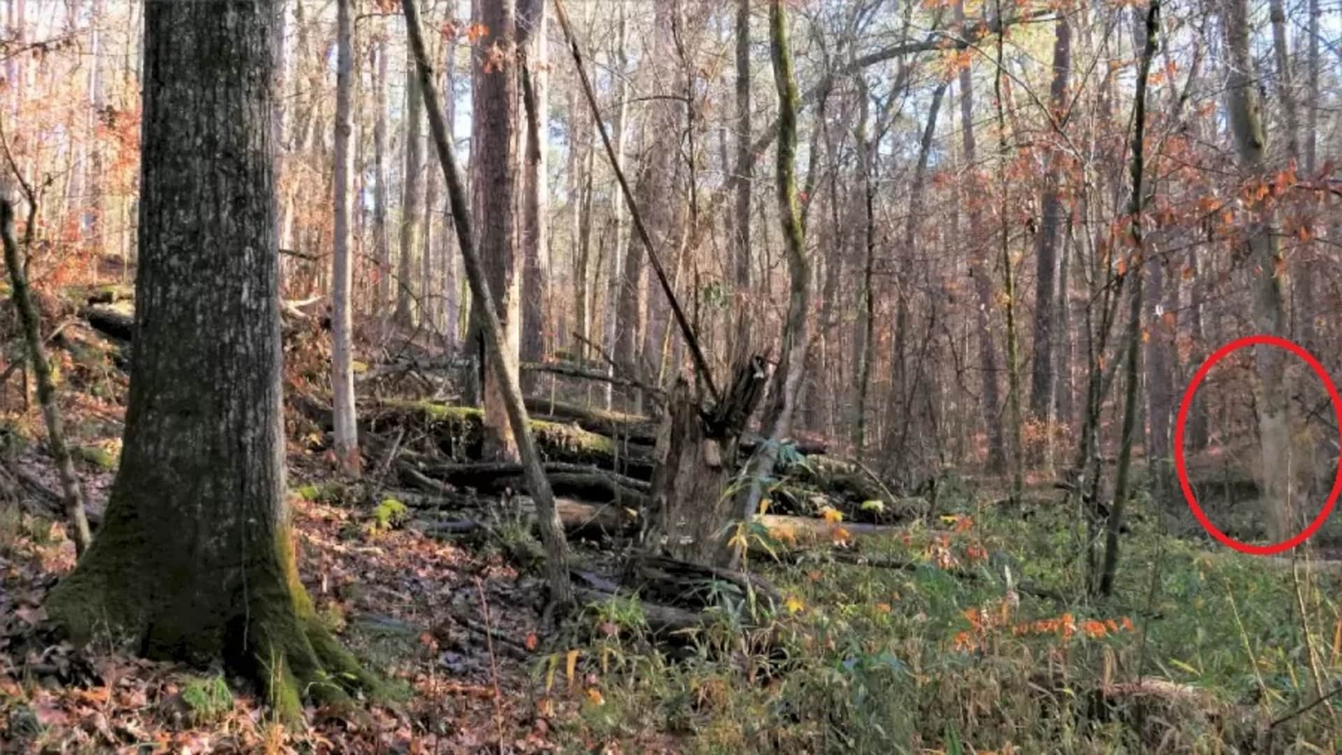 Optical Illusion: Can You Find The Hidden Deer In This Forest In Within 13 Seconds  brain teaser picture puzzl
