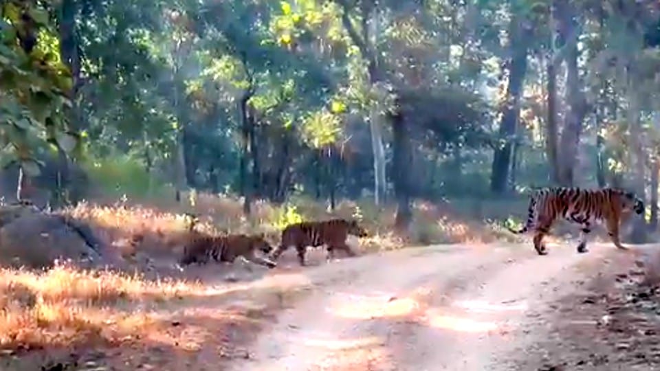 Pench National Park: Tourists again thrilled, a runi-jhuni tigress seen walking with four cubs