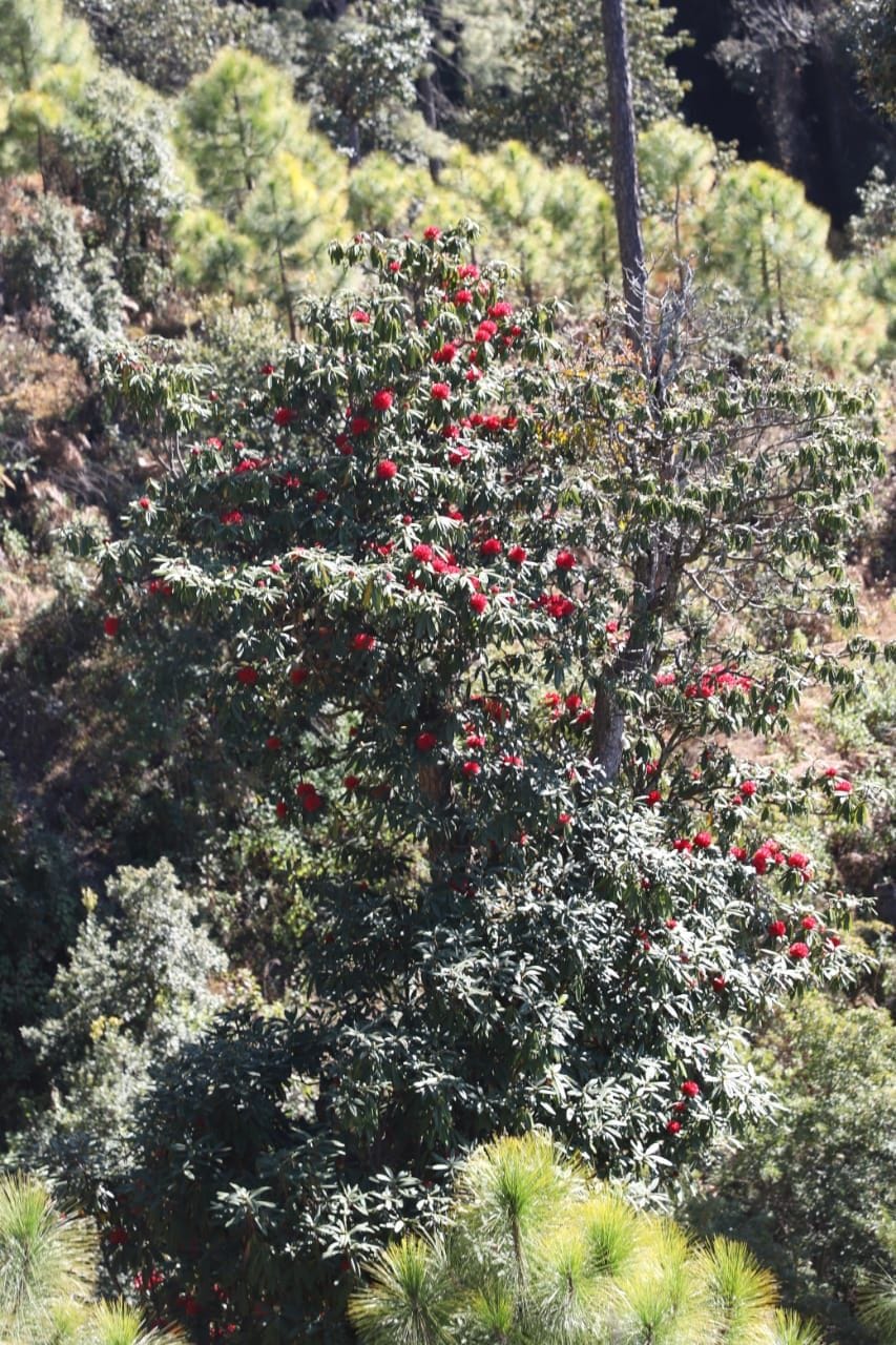 Four months ago the forest started smelling with the fragrance of Buransh flowers