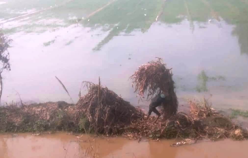 Water flowing from canal bypass bank, 350 bigha crop submerged in kasganj