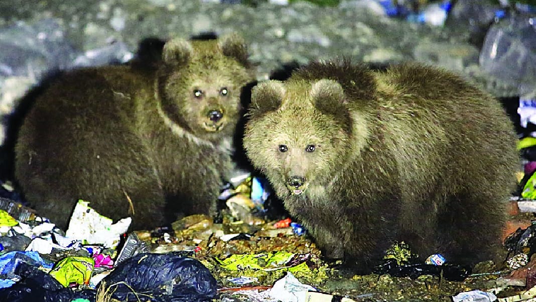 kashmir srinagar brown bears eating chocolate and milk powder in search of garbage