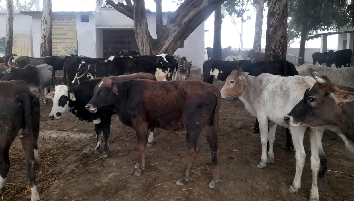 Animals tied up in government school, students standing outside