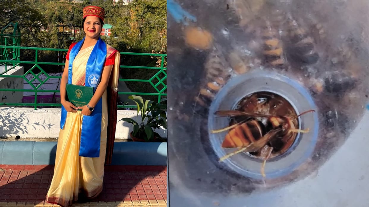 Hamirpur News: wasp will not harm honey and bees MSc student Kanika research make wasp trap