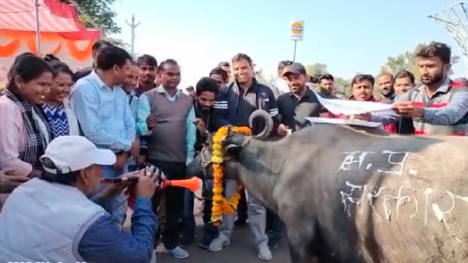 Damoh: Contract health workers demonstrated by playing beans in front of buffalo