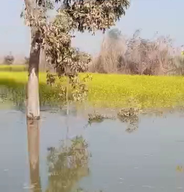 Farmers' crops submerged due to breaking of Rajbaha