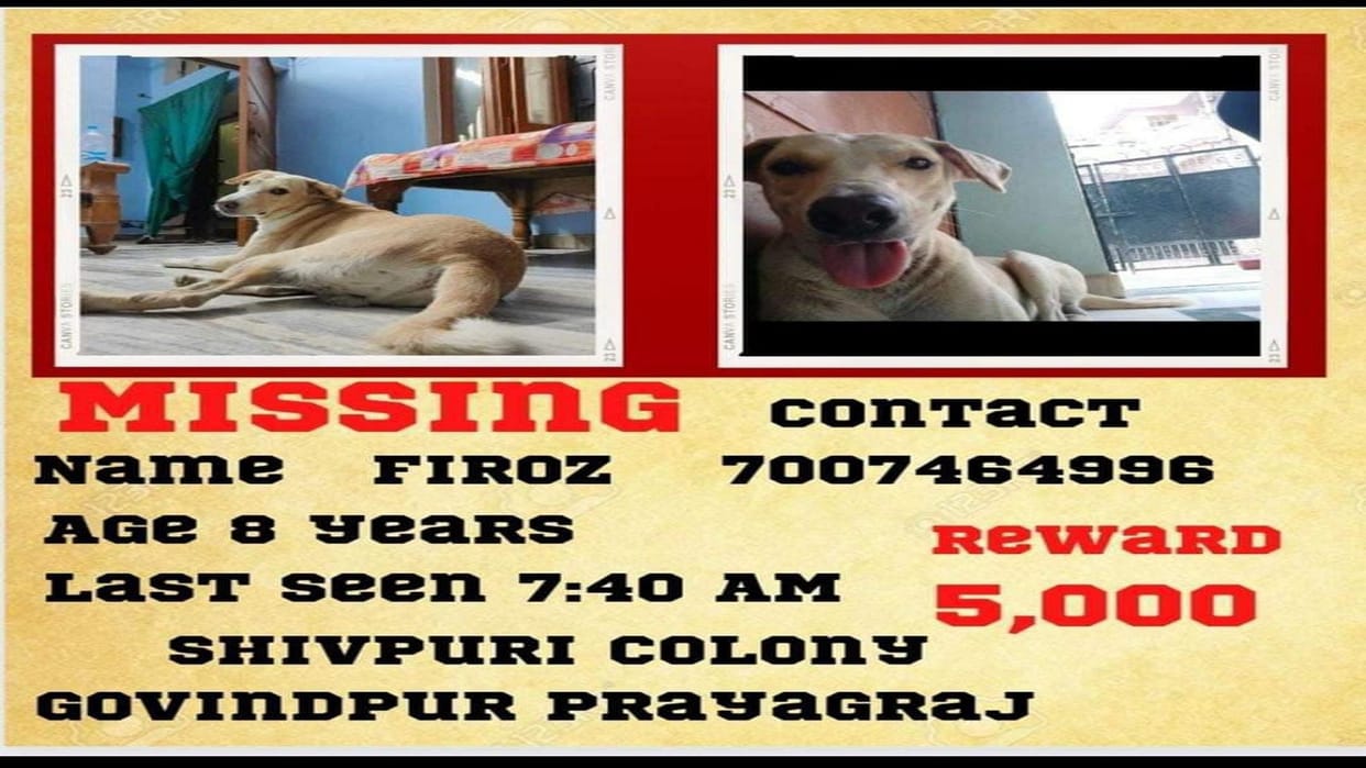 desi dog named Firoz missing, reward of five thousand to the informer