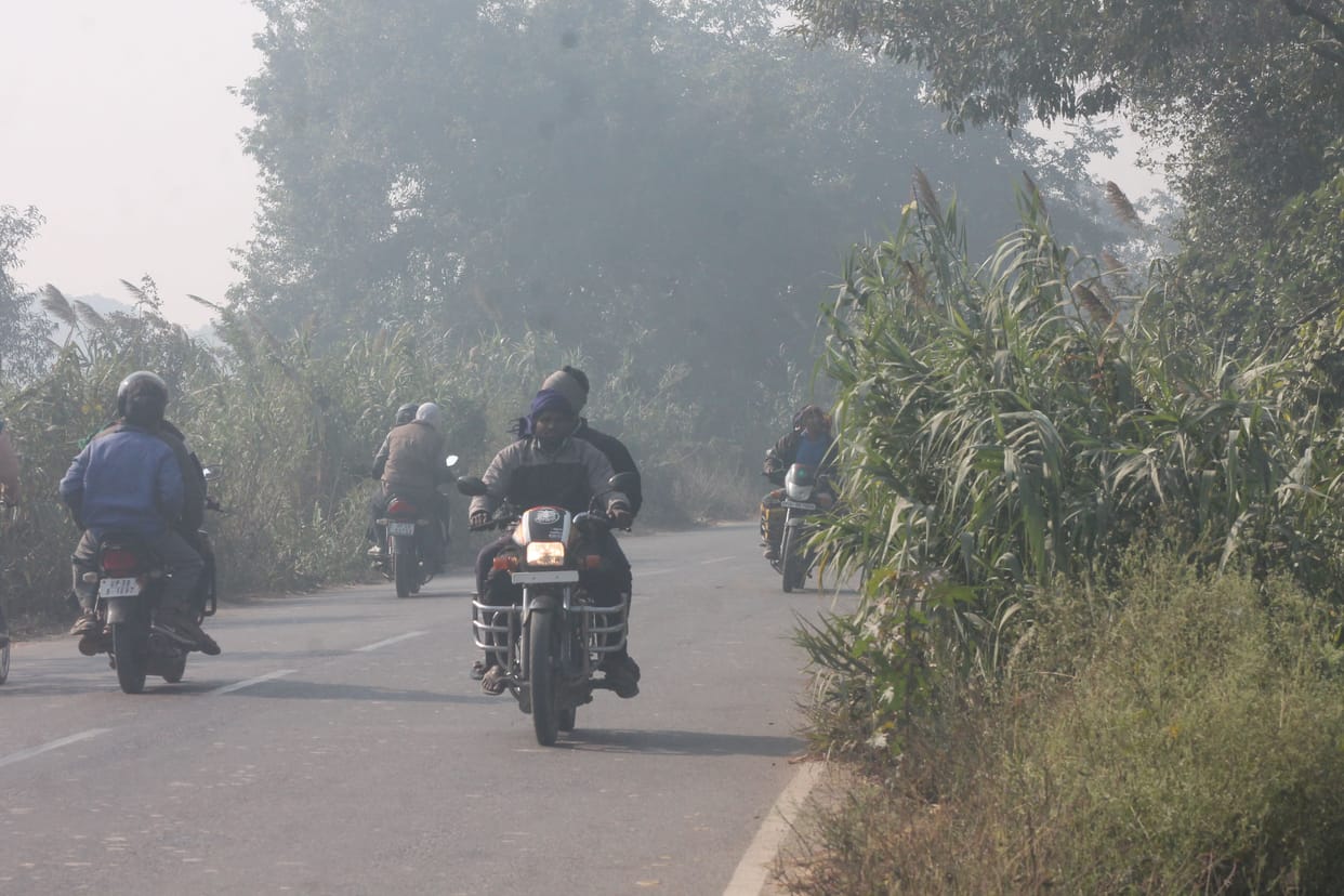 Shrubs grow on the side of the road becoming trouble