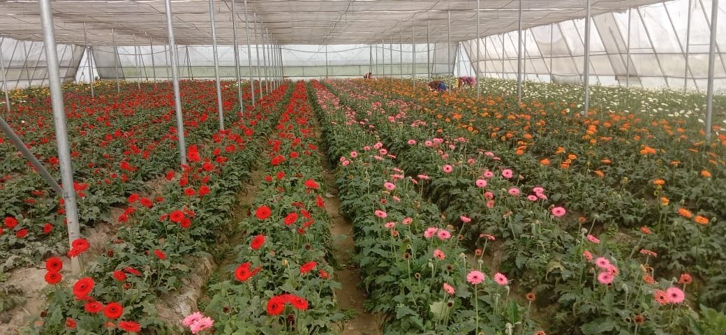 Leaving engineering path of progress opened by farming