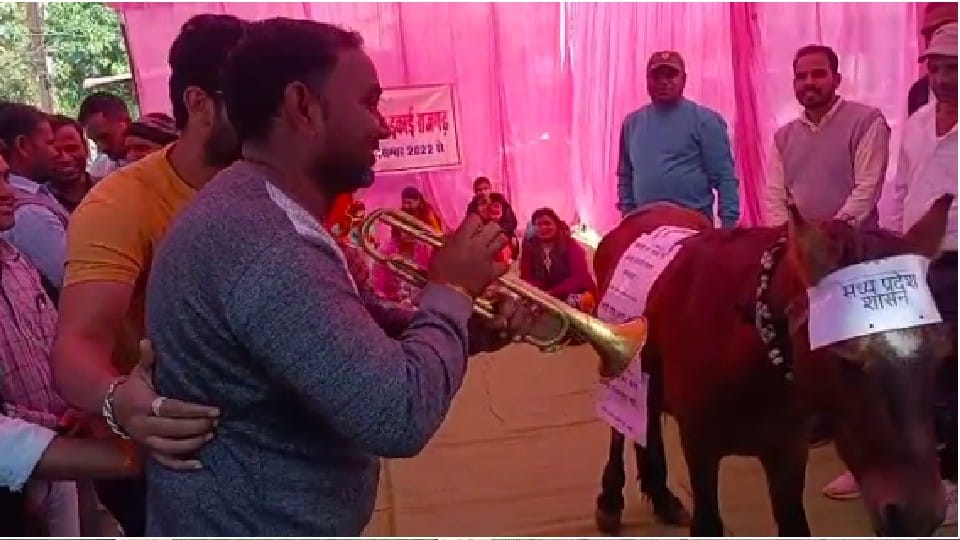 Damoh: Contract health workers demonstrated by playing beans in front of buffalo