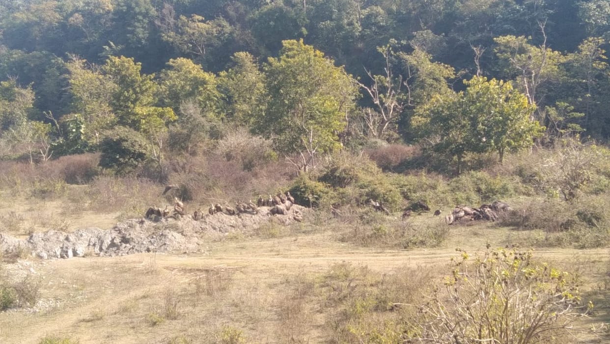 Seeing a Himalayan Griffon Vulture is a good sign.