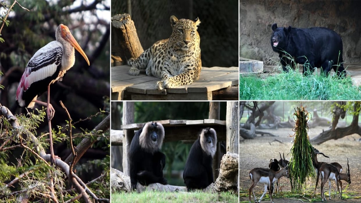 zoological park delhi 80 heaters installed in animal enclosures to prevent cold