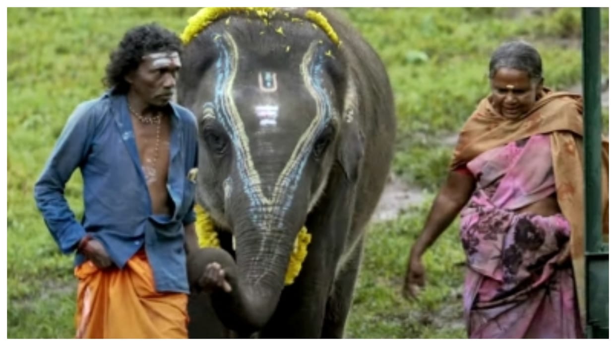 95th Academy Awards: The Elephant Whisperers enter oscars 2023 shortlist film based on a South Indian couple