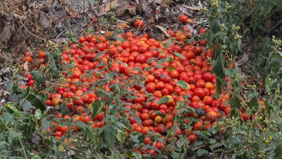 Chhindwara: Farmers are getting one rupee per kg for tomatoes