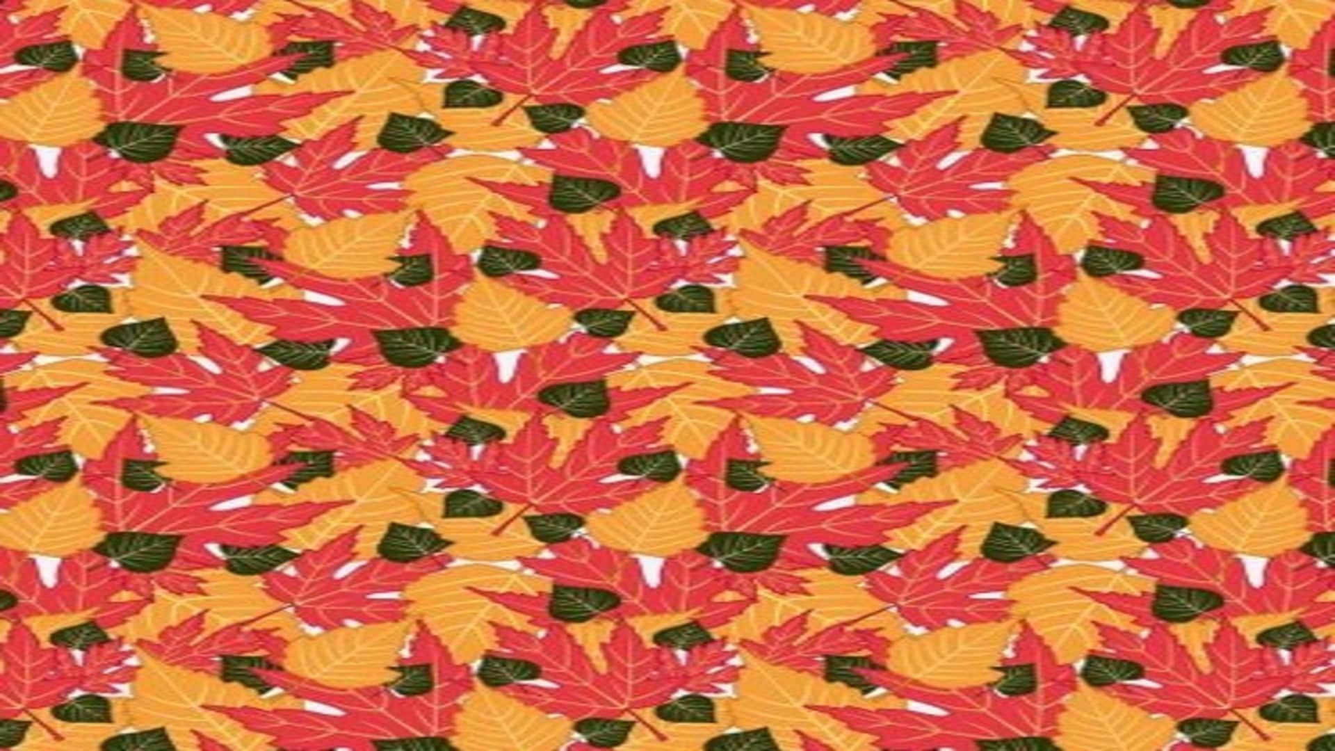 Optical illusion: only a genius can spot hidden parrot in THIS pic check your iq