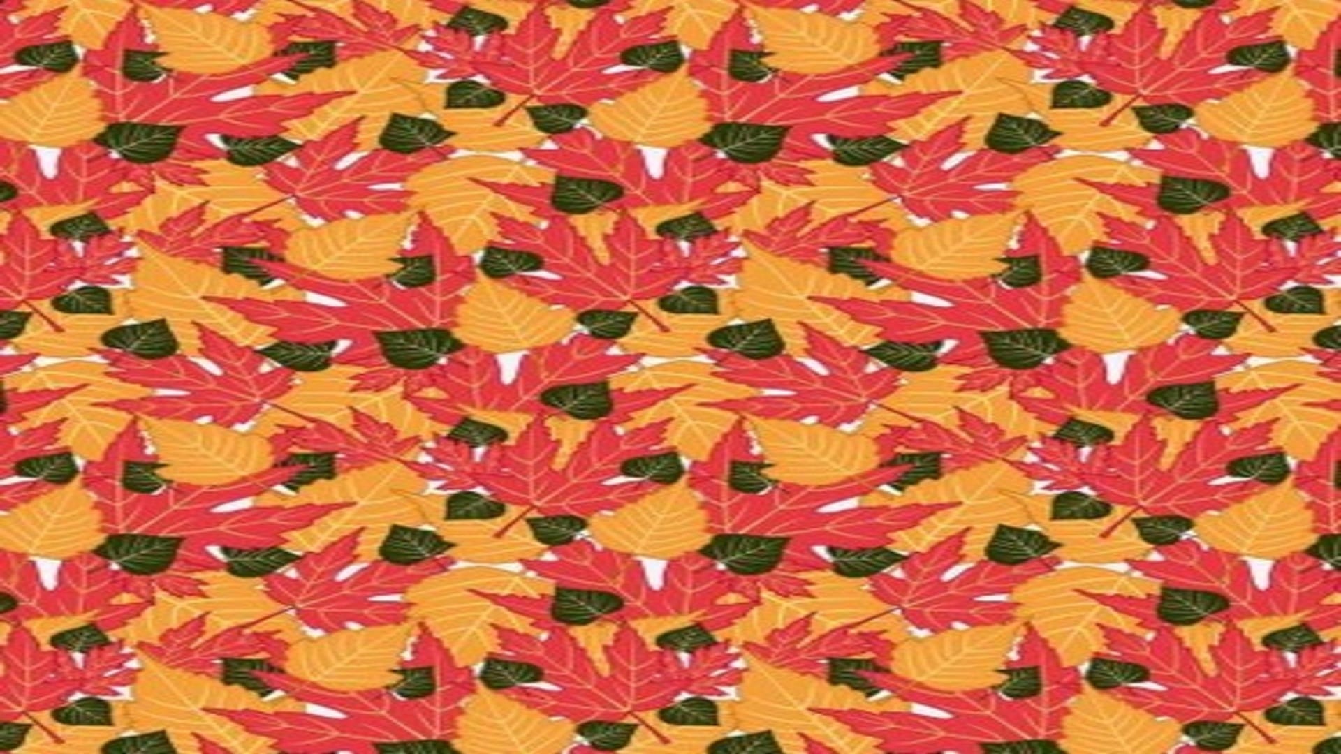 Optical illusion: only a genius can spot hidden parrot in THIS pic check your iq