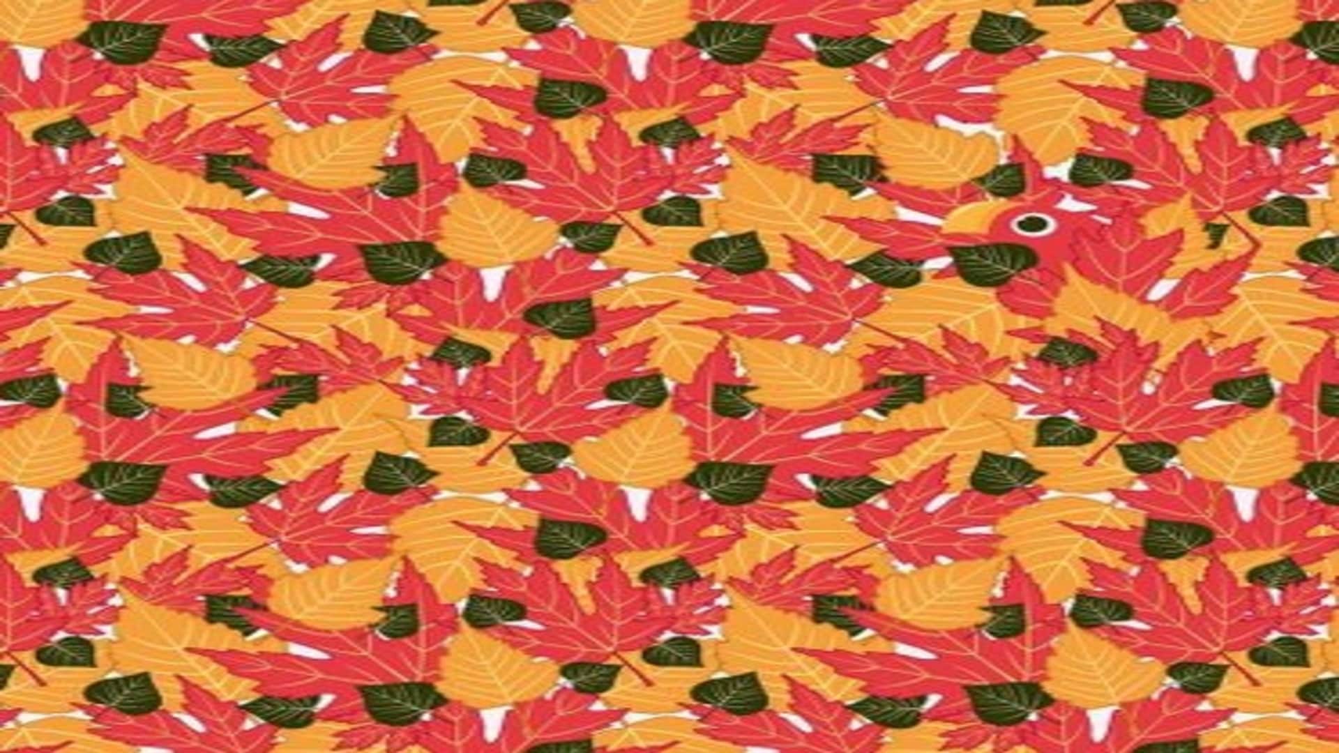 Optical illusion: only a genius can spot hidden parrot in THIS pic check your iq