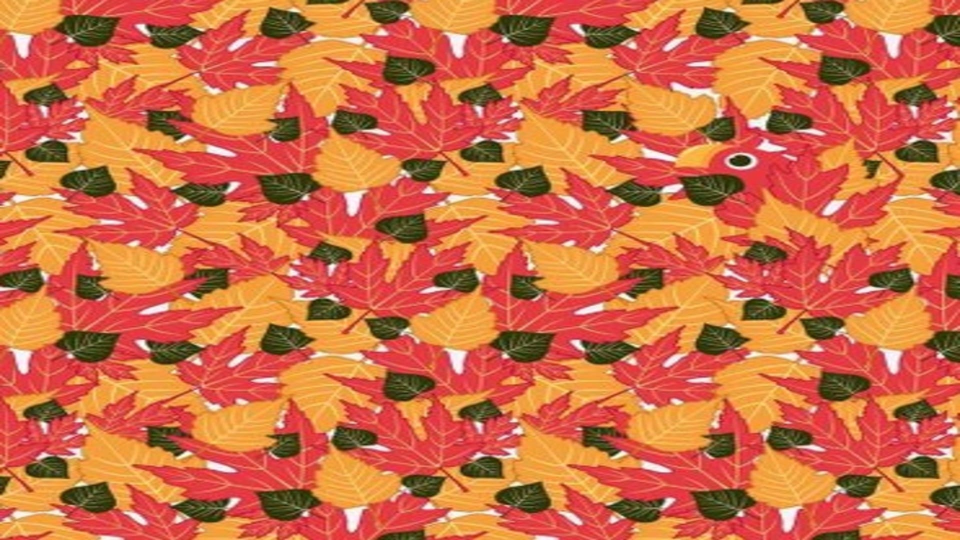 Optical illusion: only a genius can spot hidden parrot in THIS pic check your iq
