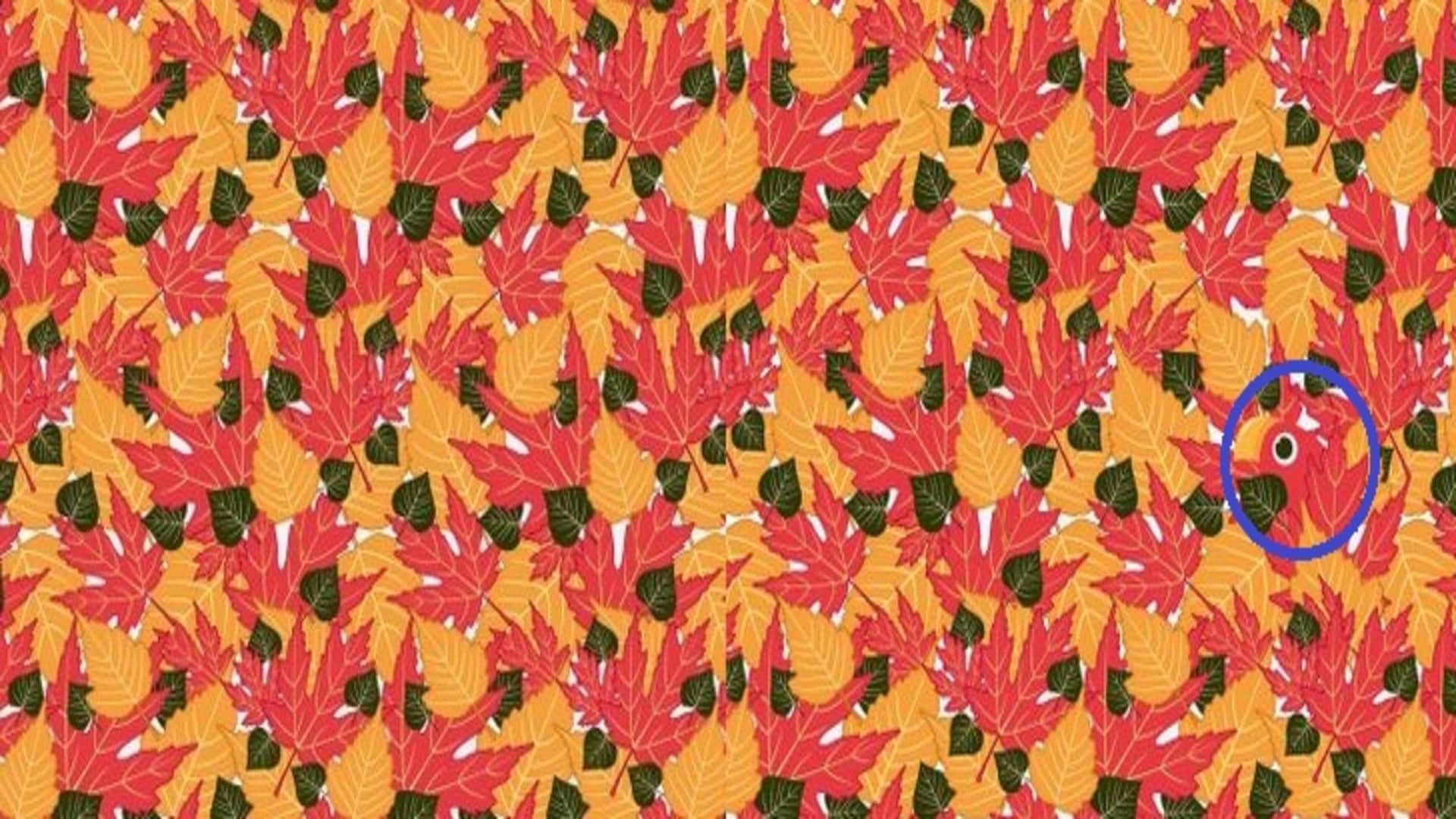 Optical illusion: only a genius can spot hidden parrot in THIS pic check your iq
