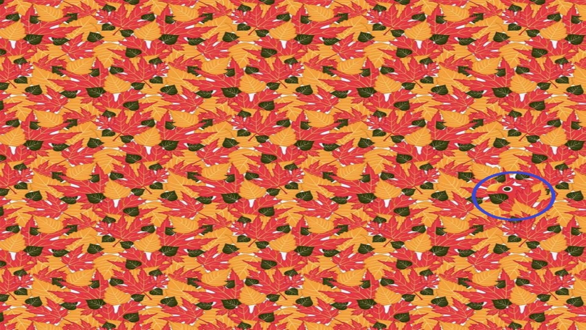 Optical illusion: only a genius can spot hidden parrot in THIS pic check your iq