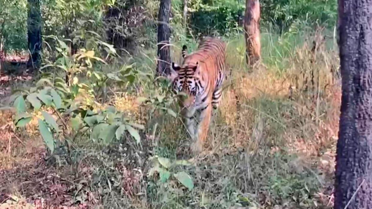 Bandhavgarh Tiger Reserve Tigress Dottie cub seen again tourists excited