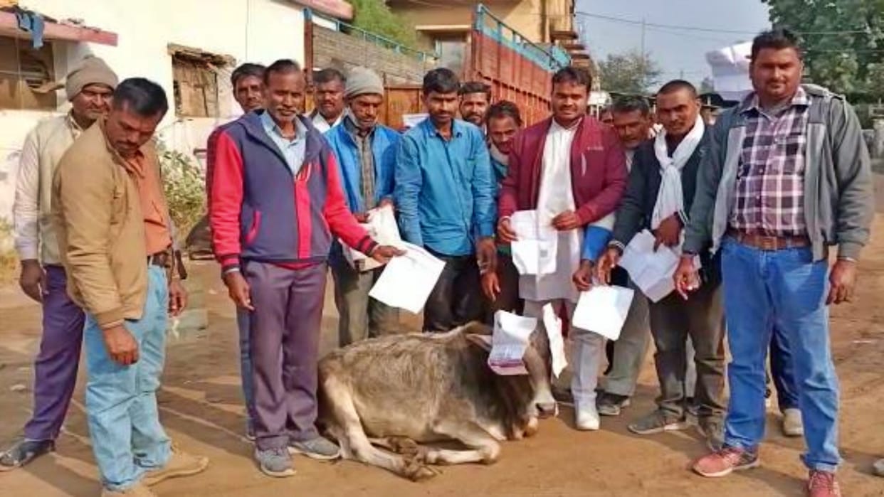 MP News Farmers submitted memorandum to bulls regarding electricity problem in Satna