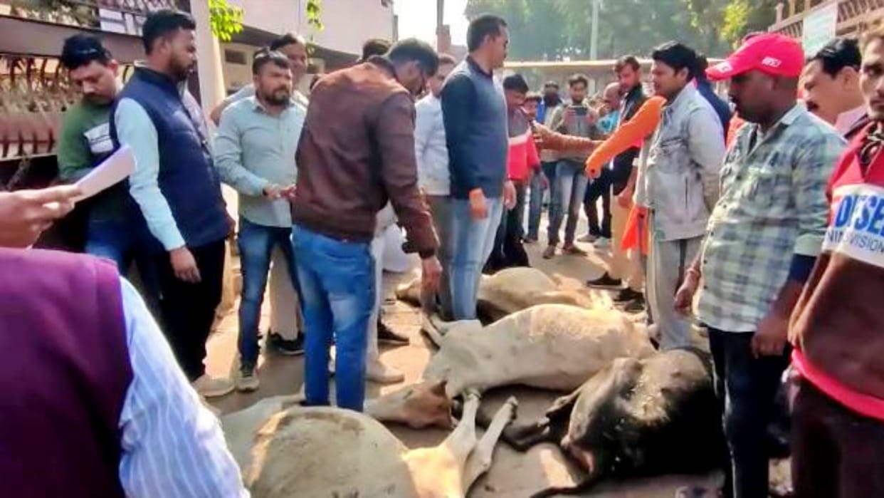 MP News Nine cows died due to cold and hunger in Cantt Kanji House of Guna