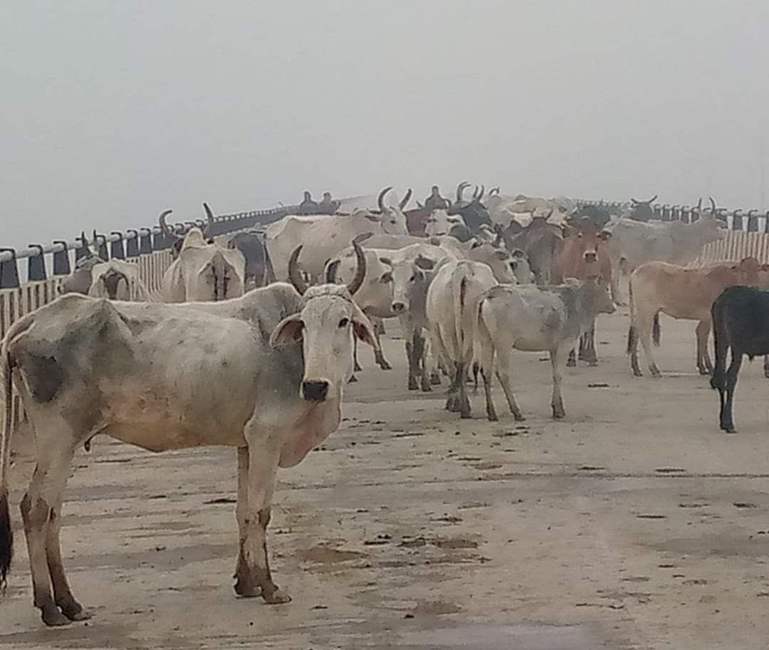 Stray cattle jammed on the bridge