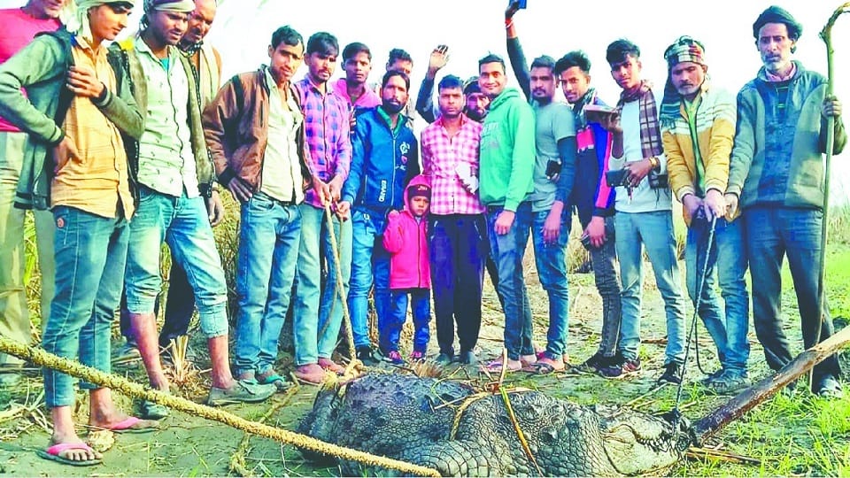 Young man was fishing suddenly the dreaded crocodile came in front