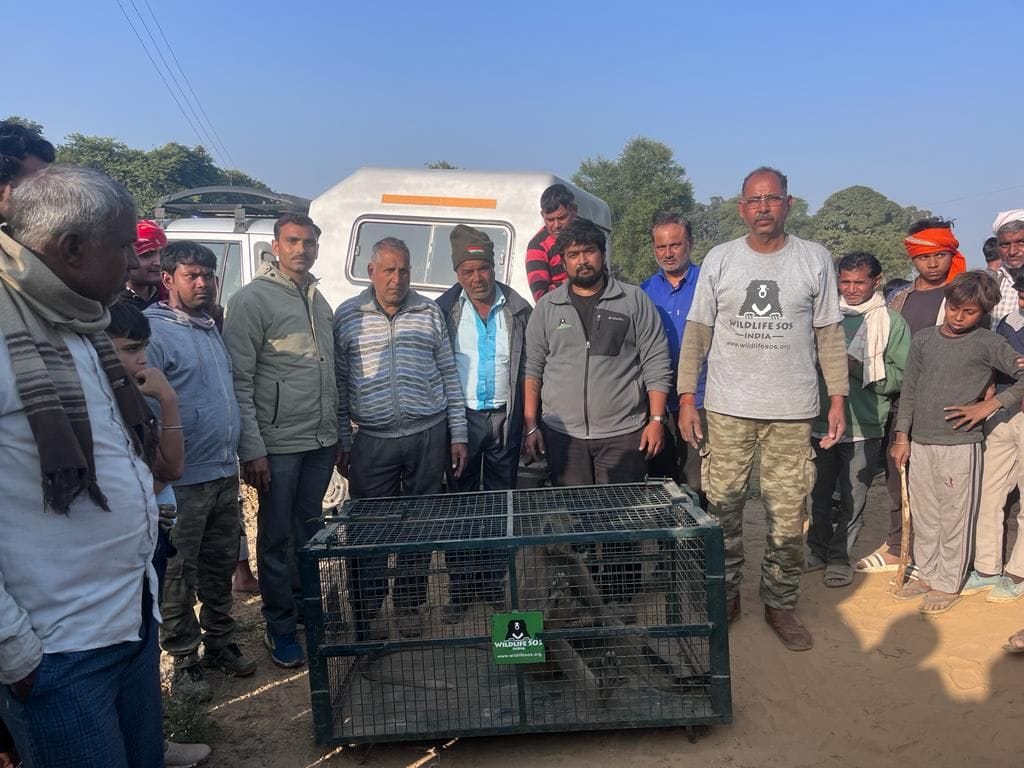 mischievous langur caught injured dozens of villagers in sadabad