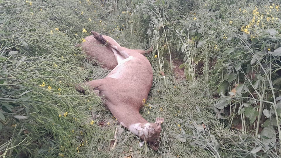 Four blue cows died due to electrocution in the field in Aligarh