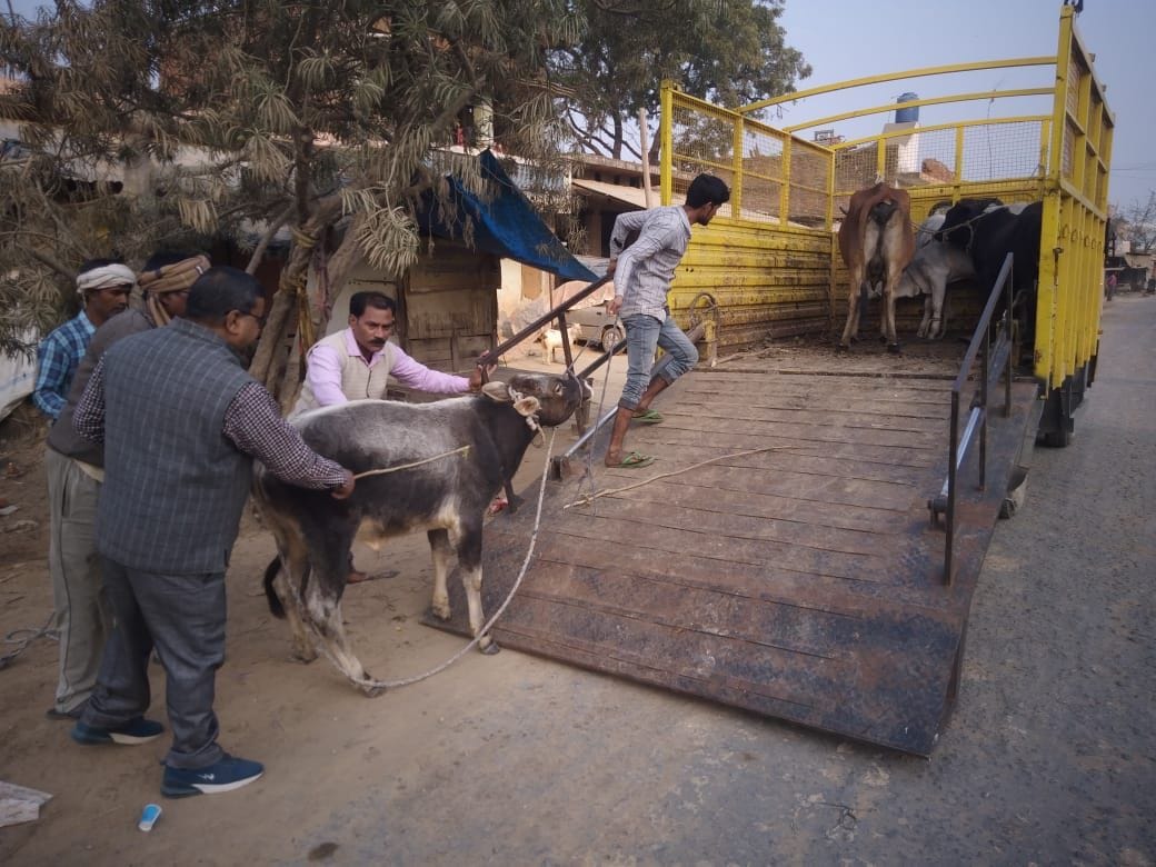 Nagar Panchayat employees caught 12 animals