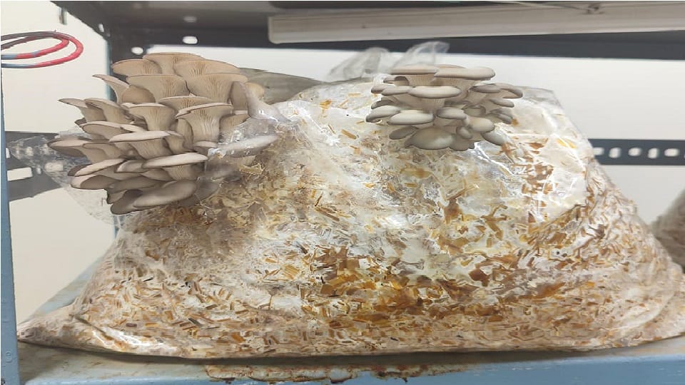 Delhi University students learned oyster mushroom cultivation