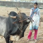 जल्लीकट्टू बैल के साथ दिव्यदर्शिनी