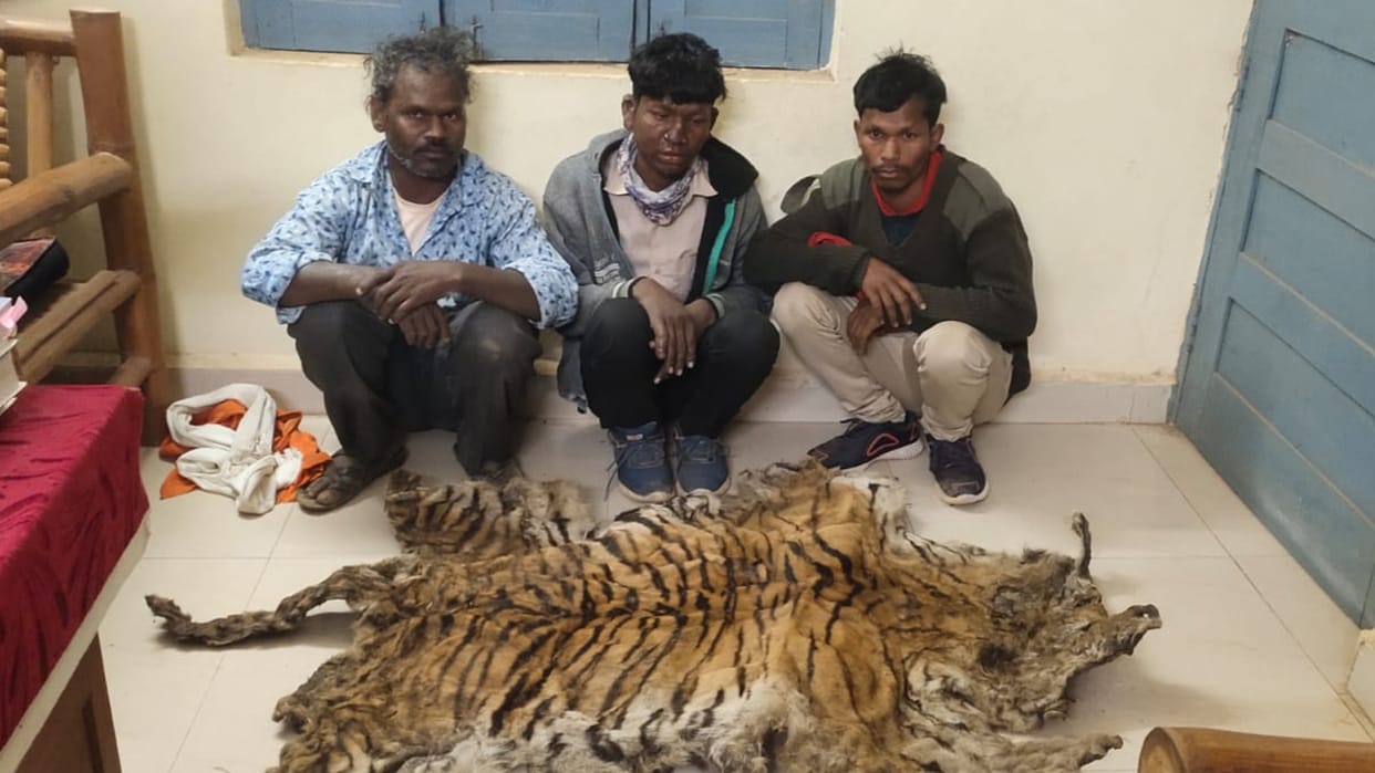 Balaghat Forest Department team caught eight accused including female tigress skin