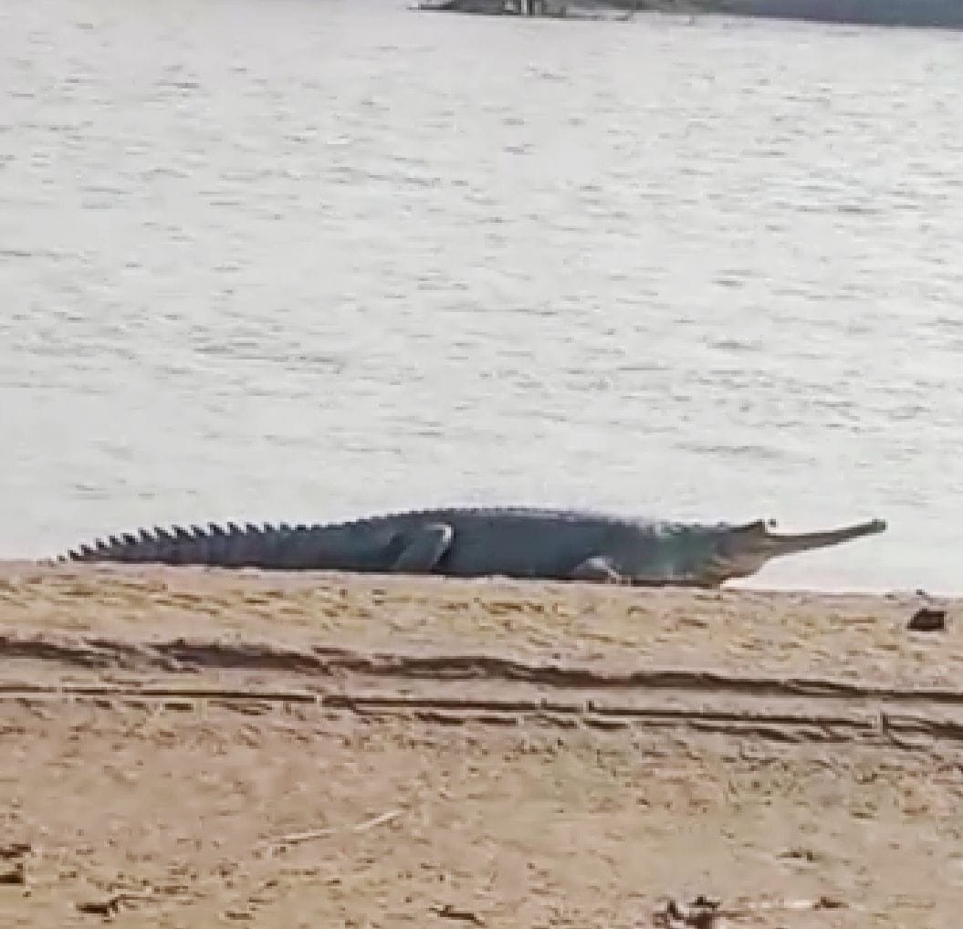 crocodile shown at bank of rapti river