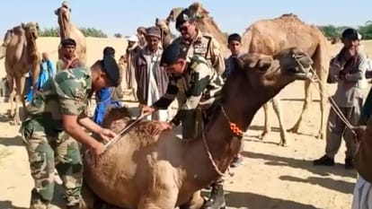 Rajasthan BSF officers are buying camels by roaming from village to village in Jaisalmer