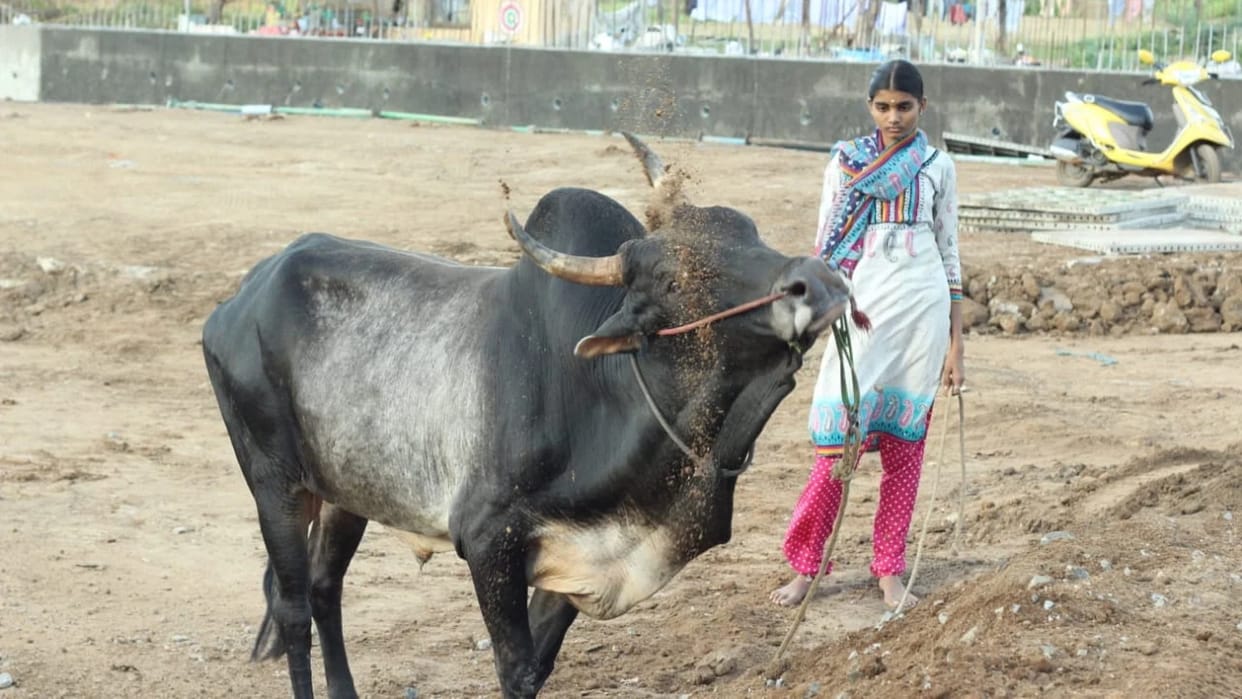 Class 12 Madurai girl keeps Jallikattu bull as her friend trains him for sport