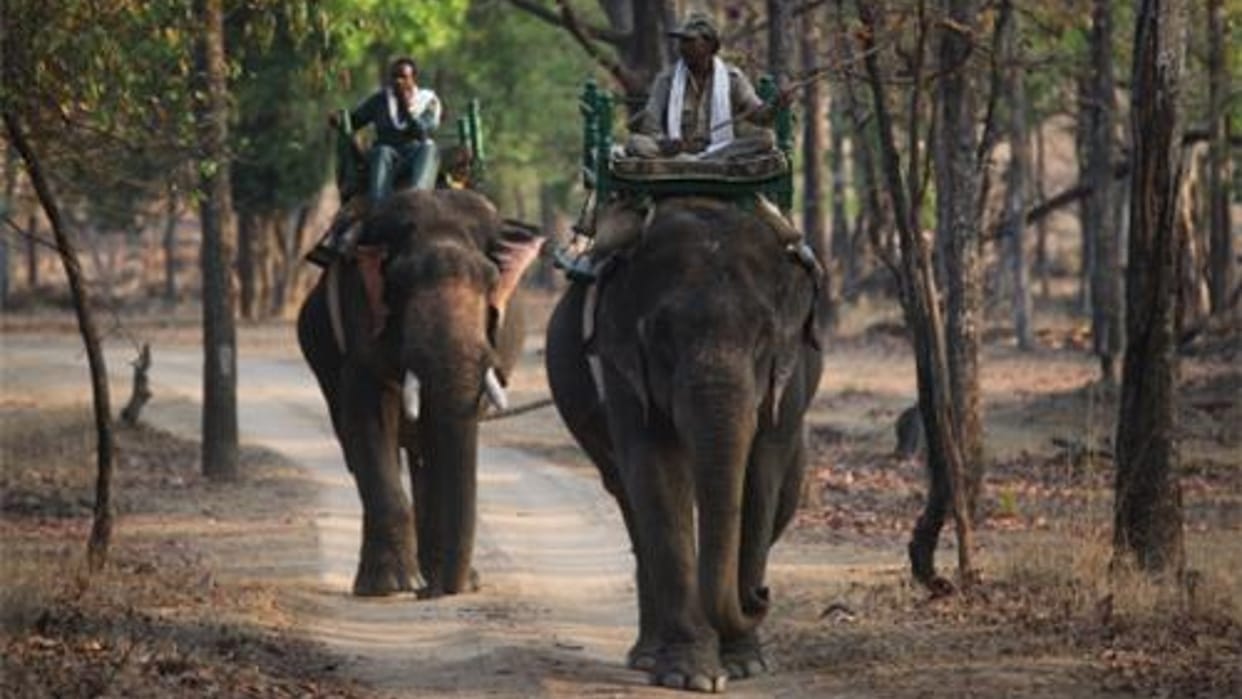 Five elephants will take care of guarding Bagheera and Sher Khan in Pench National Park