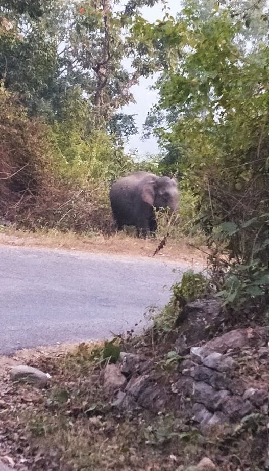 Elephants rampage in Pulinda Road and Dugadda, wheat crop trampled