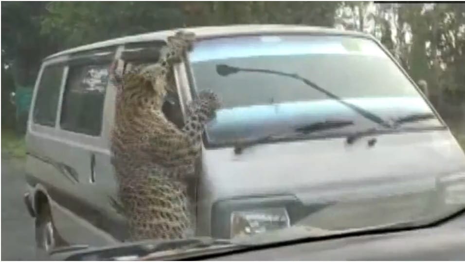 13 persons injured in leopard attack in Jorhat Assam, watch video