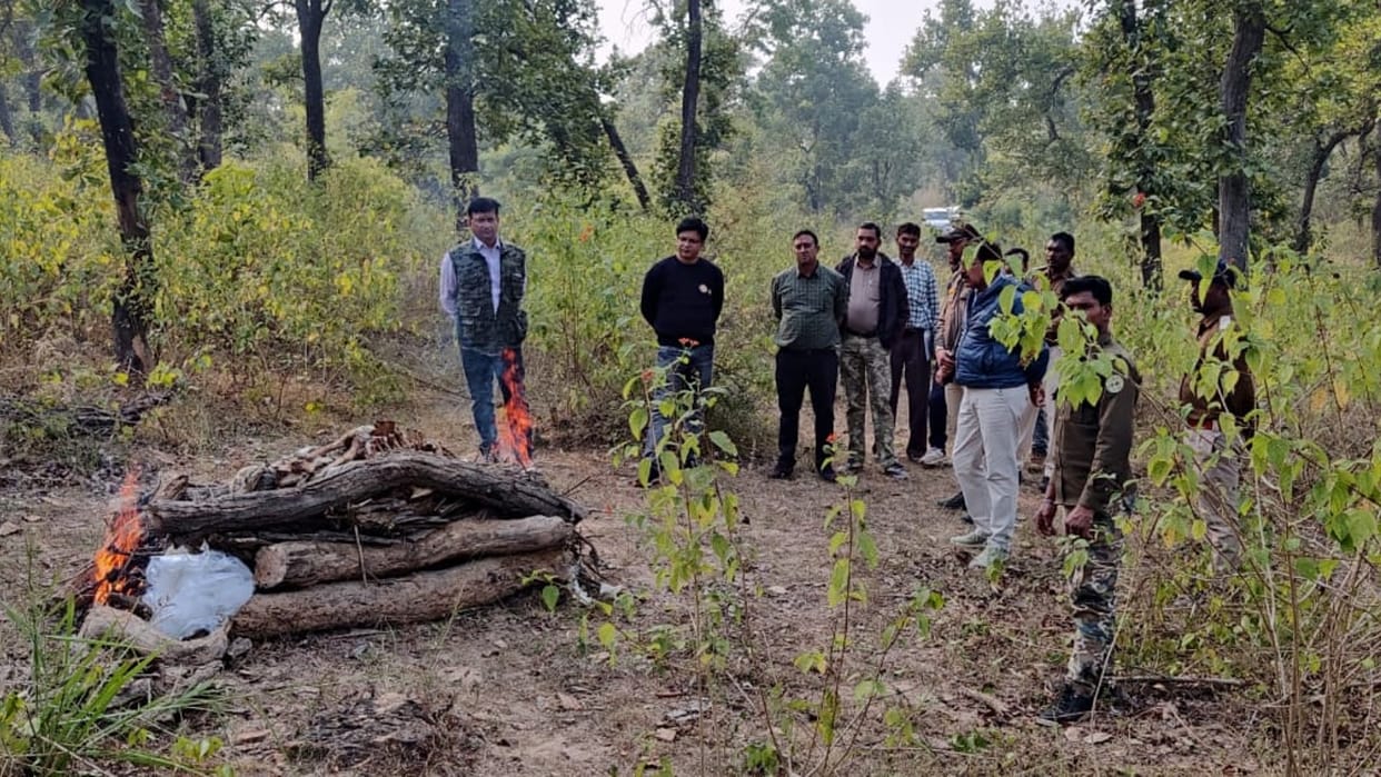 Another tiger carcass found in Khitauli range of Bandhavgarh National Park