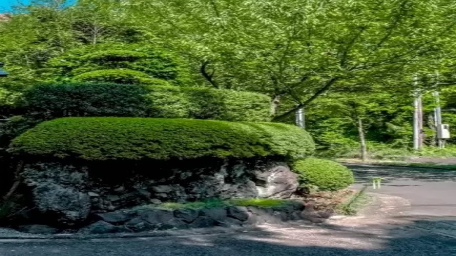 Optical Illusion: Can You Spot The Hen In This Image Within 20 Seconds Check Your Brain Iq picture puzzle