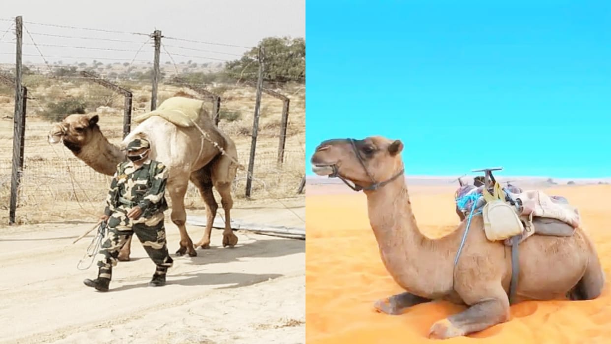 Rajasthan BSF officers are buying camels by roaming from village to village in Jaisalmer