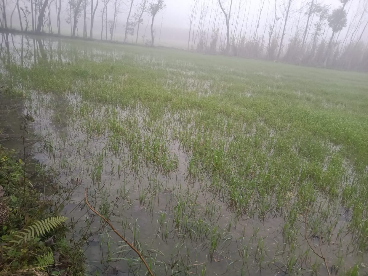 Hundreds of bighas of crops submerged due to excess of water in Rajbeh