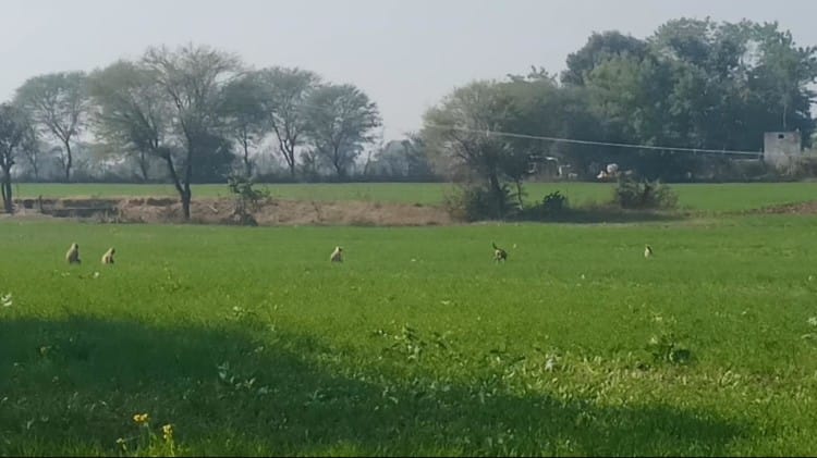 Land Map: पांच तहसीलों के 47 गांवों के नहीं है अलीगढ़ प्रशासन के पास भू-मानचित्र, कहां गए नक्शा खेत