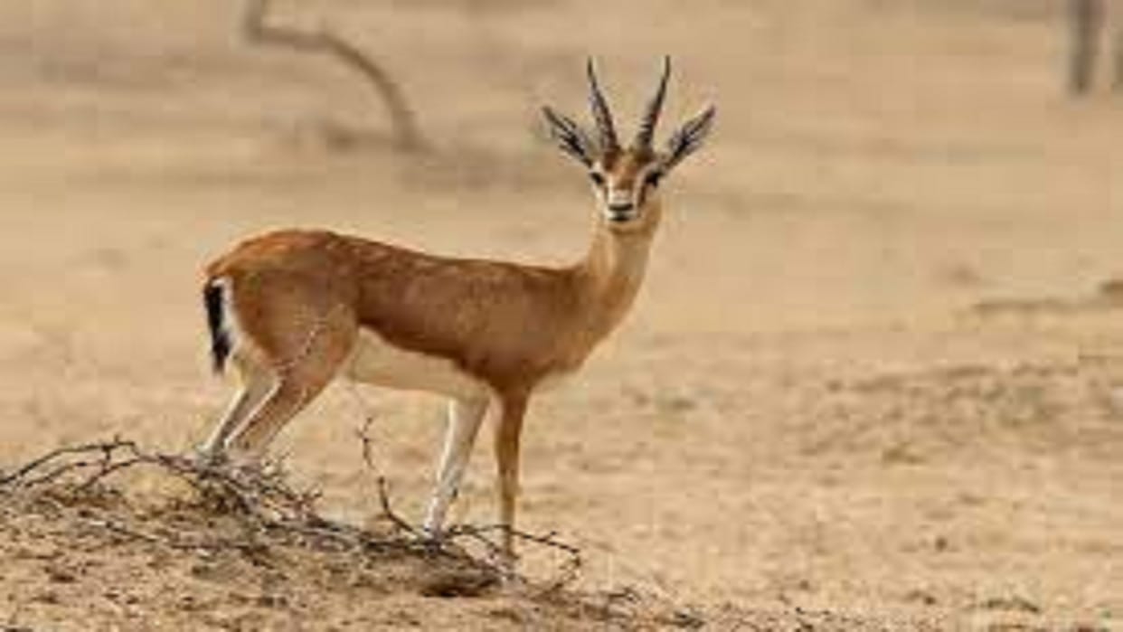 20 bucks and one chinkara killed in attack by stray dogs, stir in forest department