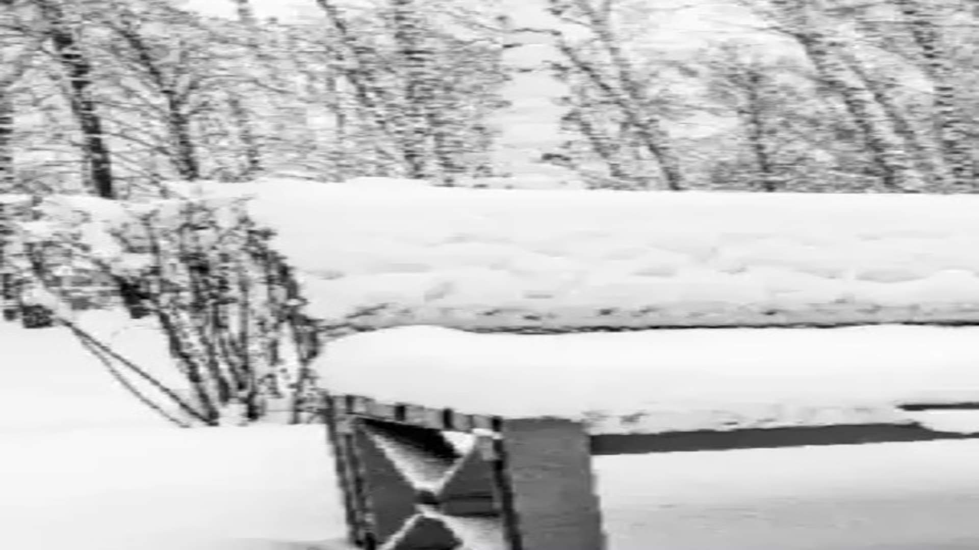 Optical illusion: Spot the hidden rabbit in picture in 20 seconds check your brain iq