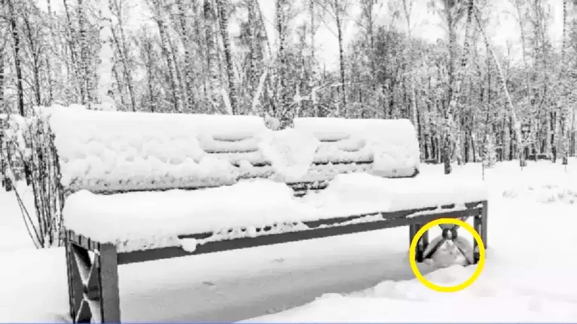 Optical illusion: Spot the hidden rabbit in picture in 20 seconds check your brain iq