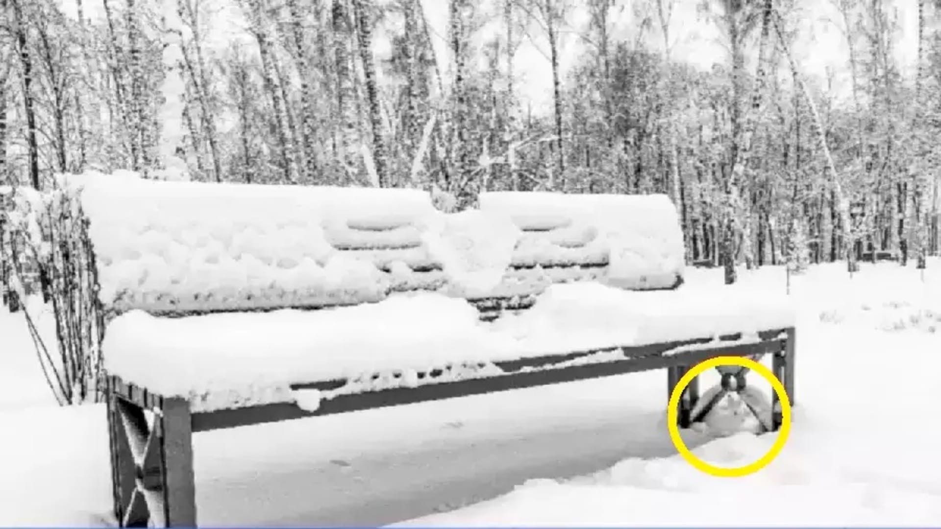 Optical illusion: Spot the hidden rabbit in picture in 20 seconds check your brain iq