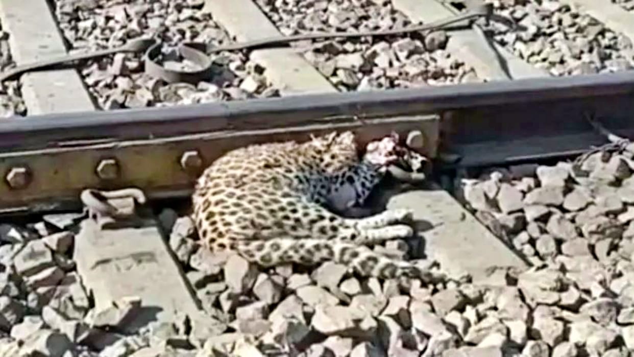 Rajasthan Six-month-old panther dies after being hit by a speeding train in Sawai Madhopur